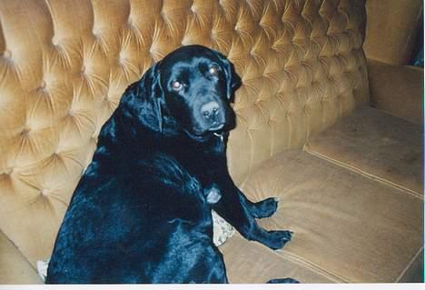 Labrador retriever (formel 1)  fie <3 (død) - Er jeg ikke bare dejlig (Fra da fie var syg, man kan se det på hendes mave) billede 4