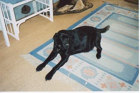 Labrador retriever (formel 1)  fie <3 (død) - Tager en slapper.(Fra da fie var syg, man kan se det på hendes mave) billede 5