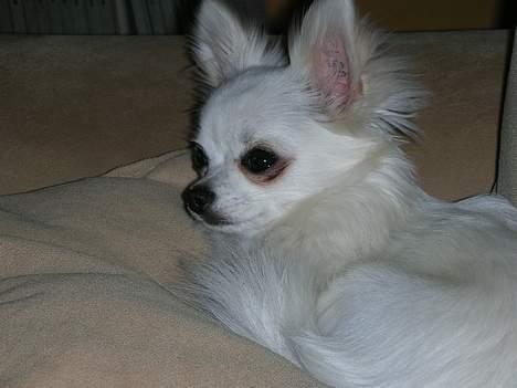 Chihuahua * Daisi *  - Ligger og holder øje... for ikke at sige stirre.... billede 3