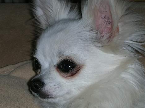 Chihuahua * Daisi *  - Mig igen.... denne gang HELT tæt på... (stadig stirrende) billede 4