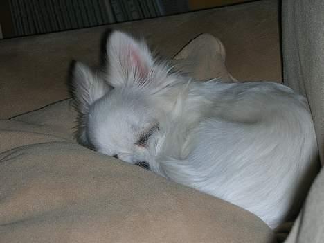 Chihuahua * Daisi *  - OKay.. det var udmattende... snupper en lur.... :)  billede 5