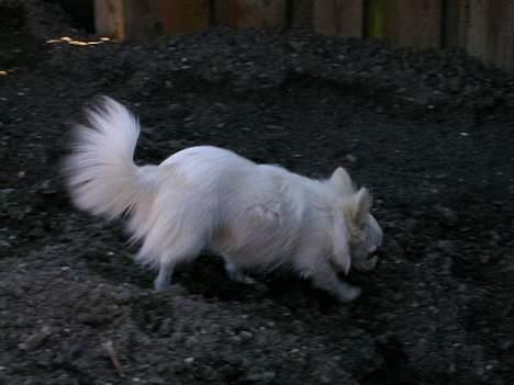 Chihuahua * Daisi *  - Jeg er også lidt af en sporhund... regner med at komme i politiet på et tidspunkt... billede 6