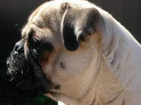 Mops * Diva *  - Sidder og tænker dybe filosofiske tanker... SHHH!!! billede 3