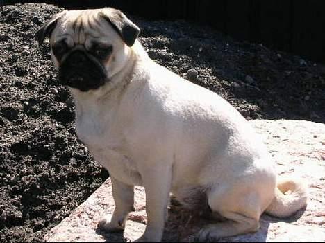 Mops * Diva *  - Diva aka den lille havfrue... :)  billede 4