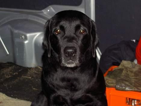 Labrador retriever sila billede 1