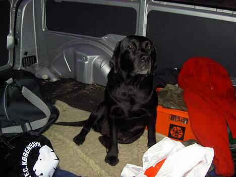 Labrador retriever sila billede 2