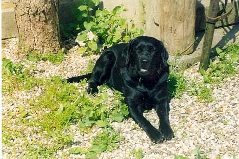 Labrador retriever sila billede 3