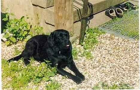 Labrador retriever sila billede 4