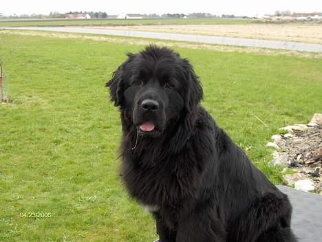 Newfoundlænder Nanna billede 1