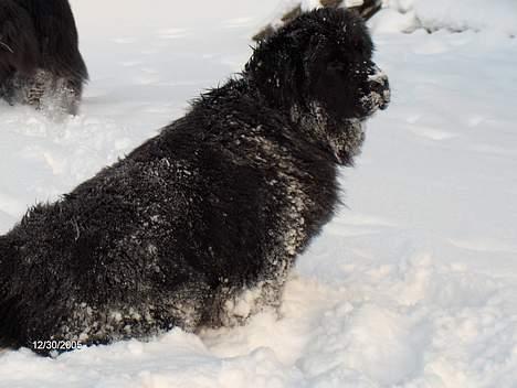 Newfoundlænder Nanna billede 2