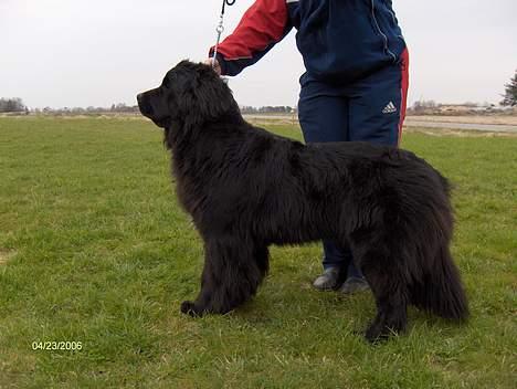 Newfoundlænder Nanna billede 3