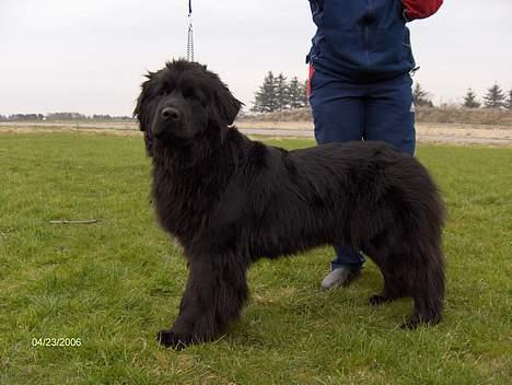 Newfoundlænder Nanna billede 4