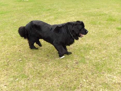 Newfoundlænder Nanna billede 5