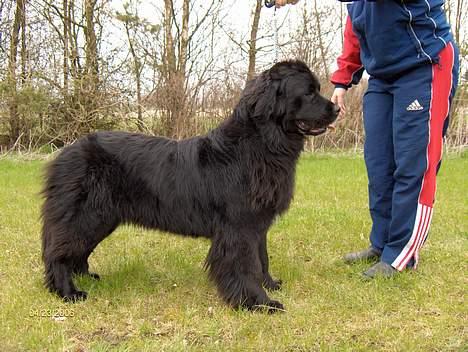 Newfoundlænder Nanna billede 6