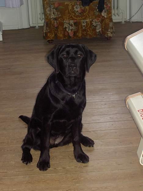 Labrador retriever Freja - hun elsker bare at blive fotograferet! billede 1