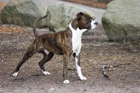 Amerikansk staffordshire terrier Cæcar - Tosafoto billede 9