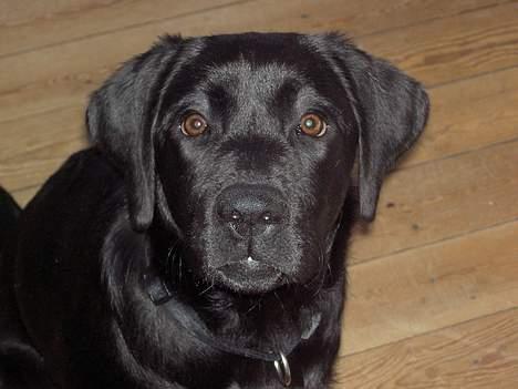 Labrador retriever Freja billede 2