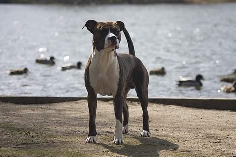 Amerikansk staffordshire terrier Cæcar - Tosafoto billede 10