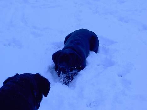 Labrador retriever Freja - freja leger med sin mor (sila) i sneen billede 3