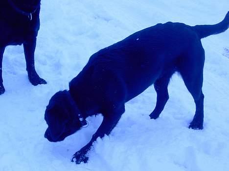 Labrador retriever Freja - leg i sneen  billede 4