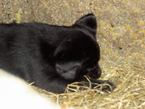 Labrador retriever Freja - lille freja sover trygt<3 billede 5