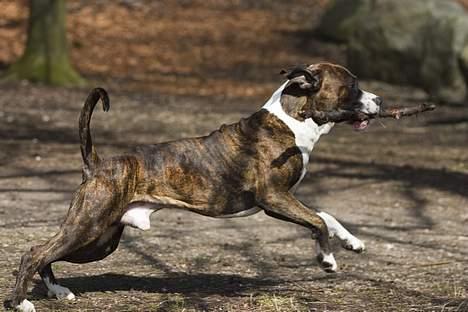 Amerikansk staffordshire terrier Cæcar - Tosafoto billede 11