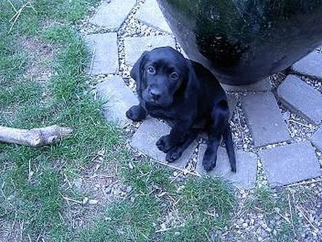 Labrador retriever Freja billede 6