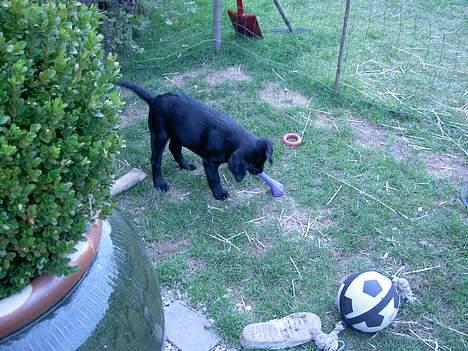 Labrador retriever Freja billede 7