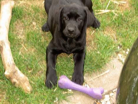 Labrador retriever Freja - elsker mit tyggeben xD billede 8