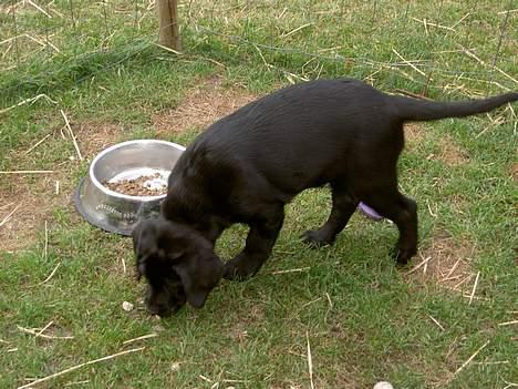 Labrador retriever Freja billede 9