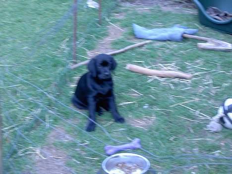 Labrador retriever Freja billede 10