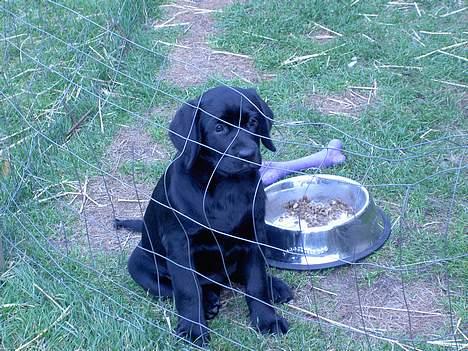 Labrador retriever Freja - ej i må ikke gå  billede 11