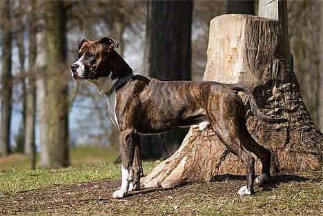 Amerikansk staffordshire terrier Cæcar - Tosafoto billede 14