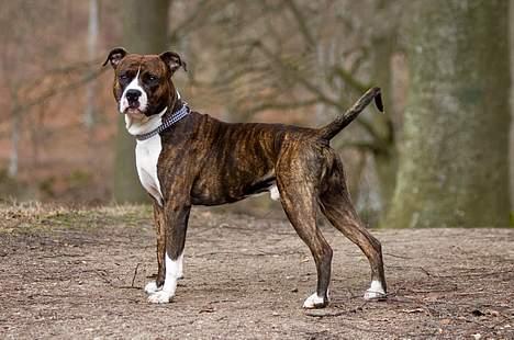 Amerikansk staffordshire terrier Cæcar - Tosafoto billede 15