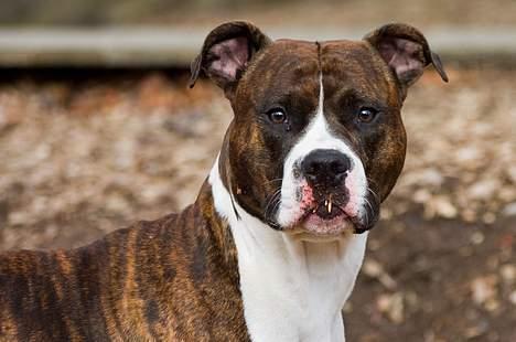 Amerikansk staffordshire terrier Cæcar - Tosafoto billede 16