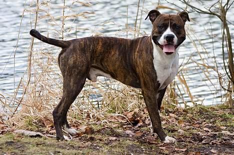 Amerikansk staffordshire terrier Cæcar - Tosafoto billede 18