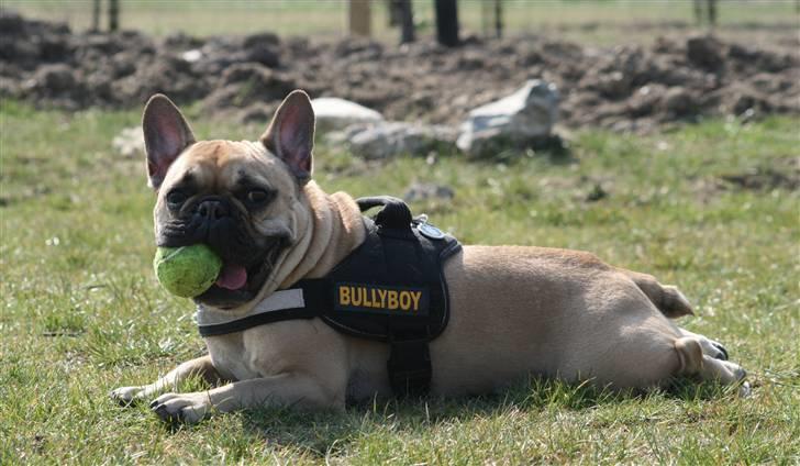 Fransk bulldog Gustav  billede 14