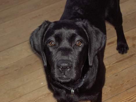 Labrador retriever Freja billede 12