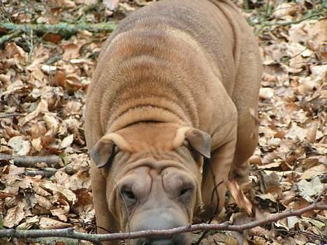 Shar pei Ashley billede 4