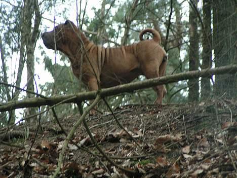 Shar pei Ashley billede 5