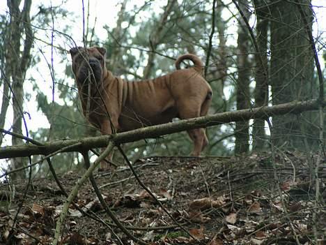 Shar pei Ashley billede 6