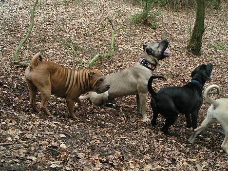 Shar pei Ashley billede 7