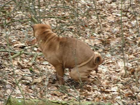 Shar pei Ashley billede 8