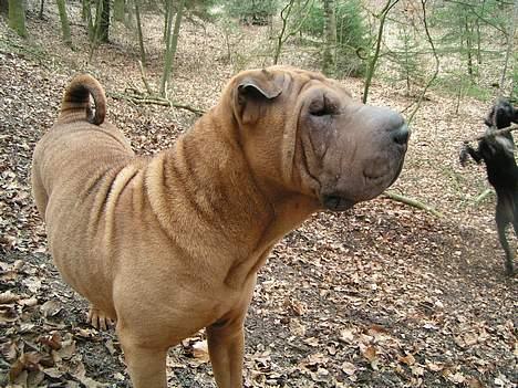 Shar pei Ashley billede 9