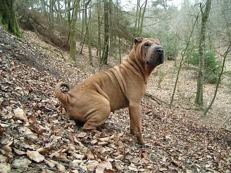 Shar pei Ashley billede 10