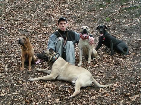 Shar pei Ashley billede 11