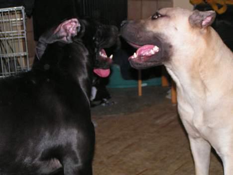 Blanding af racer Mea billede 15