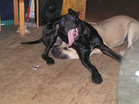 Blanding af racer Mea - Fred vær med dig Freja...! billede 16