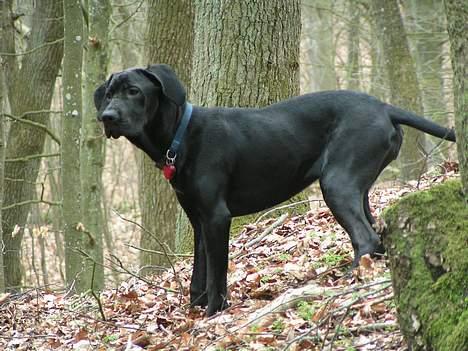 Blanding af racer Mea billede 17