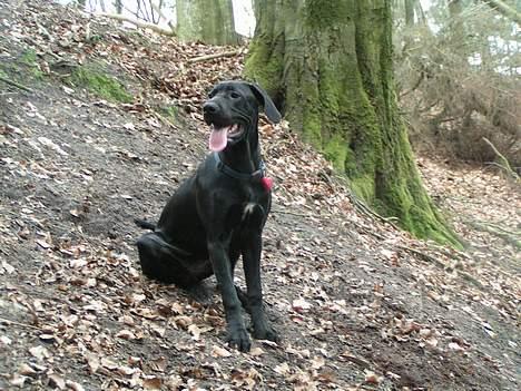 Blanding af racer Mea billede 18